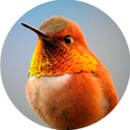 Colibri dourado - remete a prosperidade.